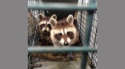 Veteran Wildlife Control