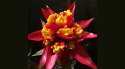 Capitol Florist