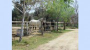 Rancho Rio Equestrian Center