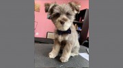 Woof Gang Bakery & Grooming South Tampa