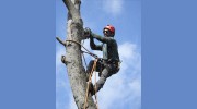 Elk Grove Tree Care