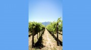Walport Family Cellars