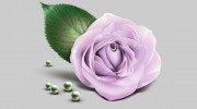 Balsam Rose Massage