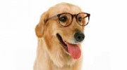 Woofgang Dog Daycare