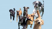 Fon Jon Pet Care Center