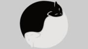 The Cat's Meow Grooming & Suites