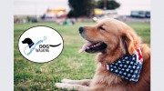 Healthy & Happy Dog Walking