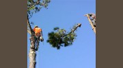Arbor Masters Tree Service