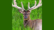 Montana Cabin Rentals
