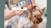 Happy Scrappy Mobile Pet Grooming