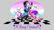 Classy Canines