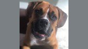 Tail Chasers Pet Boutique