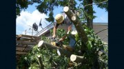 Wilmington Local Tree Service