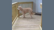 Professional Pet Care