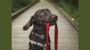Walk This Way Dogs