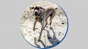Portsmouth Dog Walks