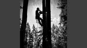 Arbor Dreams