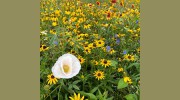 Kerry's Landscaping & Irrigation