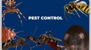 Ampest Exterminating