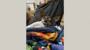 Blue Cross Veterinary Clinic