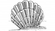 Shell Ann Printing