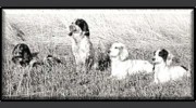 Tom Ness Oahe Kennels