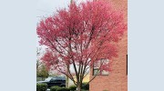 Albertini Lawn & Landscape
