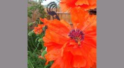 Native Landscaping