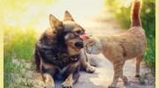 Four Paws Pet Sitting Services