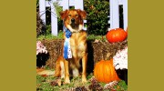 SEMO DogTrainers