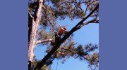 Independent Arborist