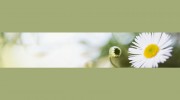 Busy Bee Floral & Gifts