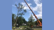 Brongo's Tree Service