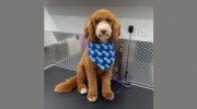 Mobile Dog Grooming