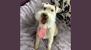 Haute Dog Pet Spa