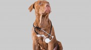 Independence Veterinary Hospital