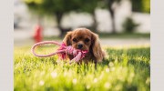 Doggy Walker's Club