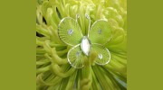 Wanta's Floral & Gifts