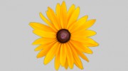 Susana Byers Acupuncture