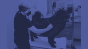 The Laundromutt