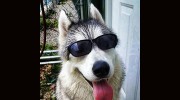 Sendaishi Pet Resort