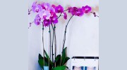 Aesthetics Montecito
