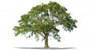 ArborMax Tree Service