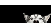 Metairie Small Animal Hospital