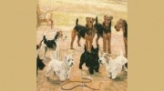 Just Terriers