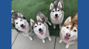 Williamsburg Pet Hotel & Suites