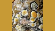 Stern Mold