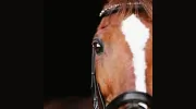 Great Lakes Equestrian Center
