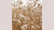Global Prairie