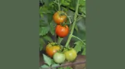 Becky's Greenhouse